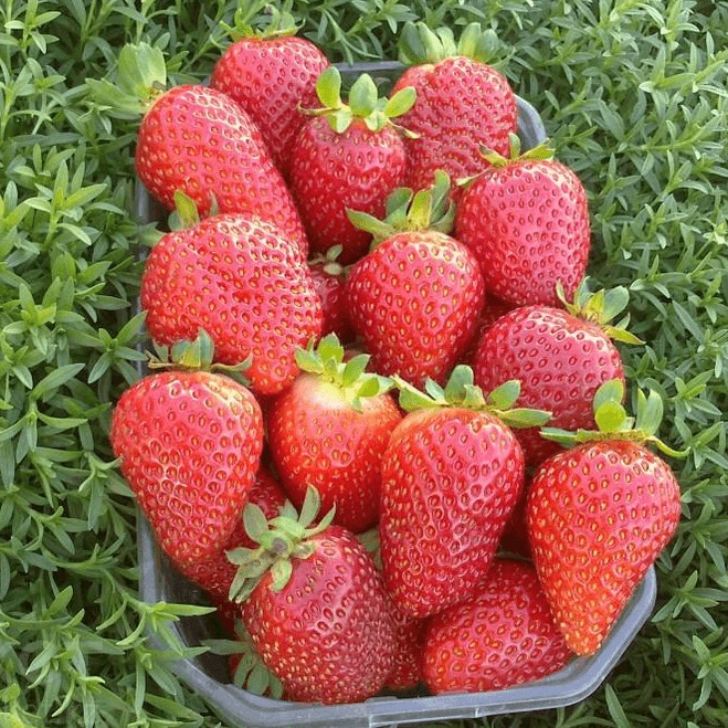 Клубника Альбион