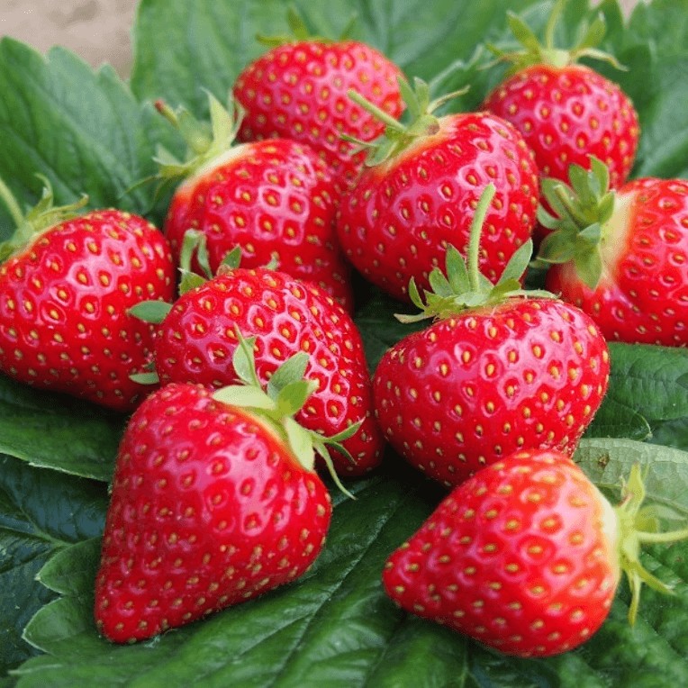 Клубника Хоней