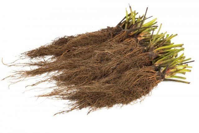 Рассада фриго