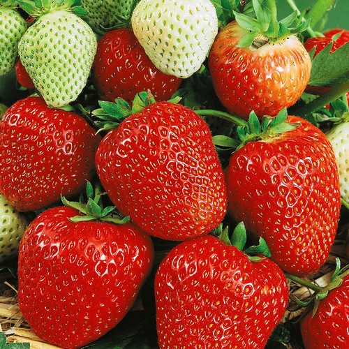 Клубника Вима Занта